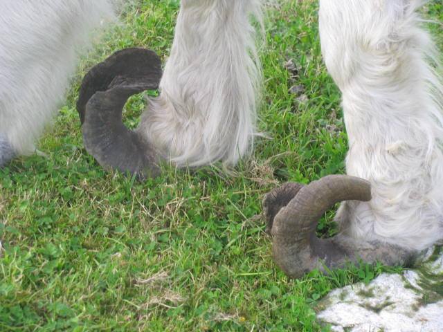 Neglected Horse with curves hooves